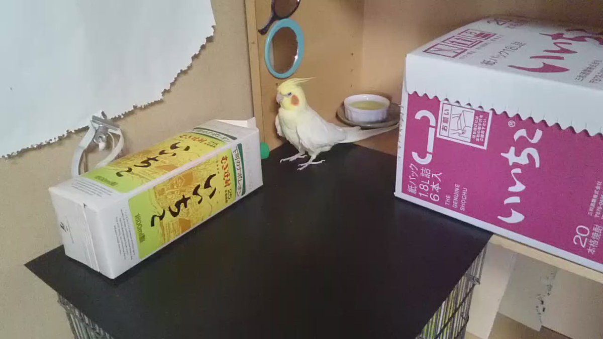 いいちこインコがどっちにしよか迷う編ｗｗｗタンバリンもいいが♪いいちこも捨てられないｗｗ