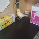 いいちこインコがどっちにしよか迷う編!タンバリンもいいが♪いいちこも捨てられないw