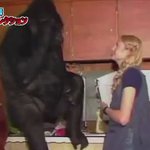 手話で会話できる奇跡のゴリラ～子猫への母性がはんぱないw