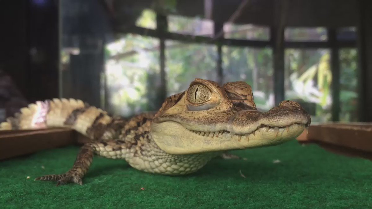 高松雪乃 ゆきのん メガネカイマンの赤ちゃん 生きてるなー ワニ メガネカイマン Caimancrocodilus Spectacledcaiman Izoo 爬虫類 はちゅドル 高松雪乃 ゆきのん メガネカイマンの赤ちゃん 生きてるなー ワニ メガネカイマン Caimancrocodilus Spectacledcaiman Izoo 爬虫類 はちゅドル