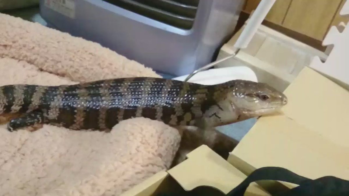 まいらいか もちもちもちもち まいらいか もちもちもちもち