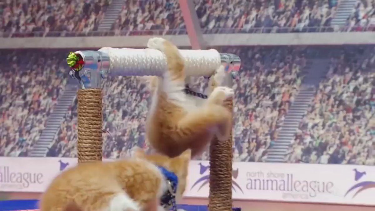 東京オリンピック以上に盛り上がる？猫だらけの東京ネコリンピックwww