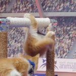 東京オリンピック以上に盛り上がる？猫だらけの東京ネコリンピック!