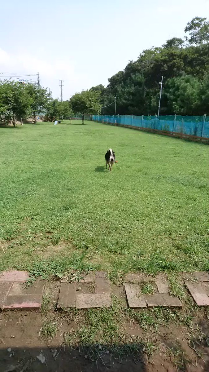 愛犬と一緒に遊ぼう ワンちゃんが喜ぶ和歌山の 無料 ドッグラン5選 愛犬と一緒に遊ぼう ワンちゃんが喜ぶ和歌山の 無料 ドッグラン5選