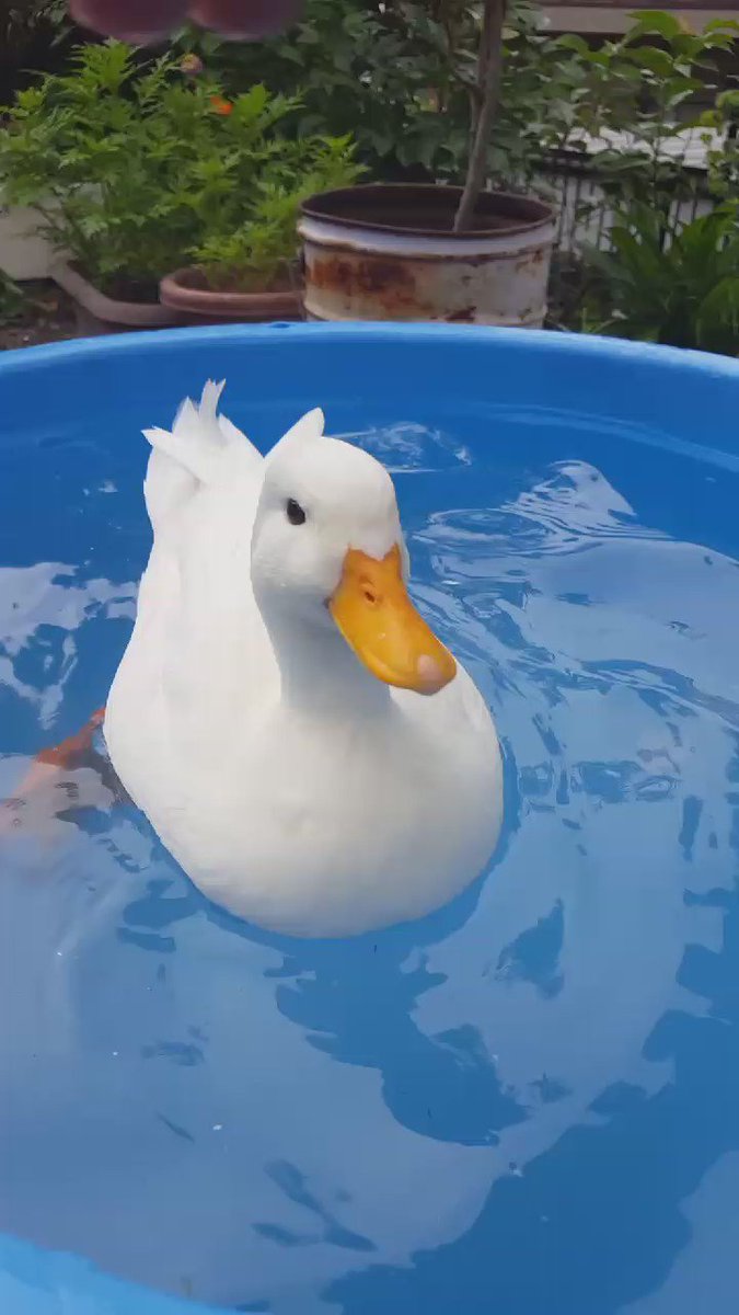 アヒルのお尻を触ろうとすると キレて本気が噛み付いてくる 話題の画像プラス