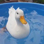 アヒルのお尻を触ろうとすると...キレて本気が噛み付いてくる!