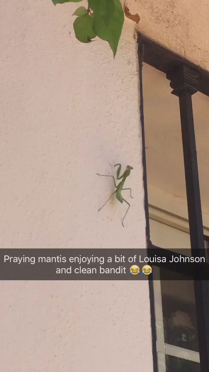 This praying mantis can't get enough of @louisa & @cleanbandit 😂😂