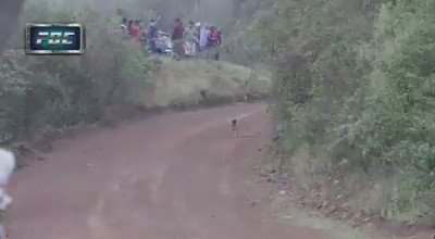 【動画】ラリーのレース中、突如コースに現れた犬をとっさに機転を利かせて神回避したラリードライバーが神ｗ