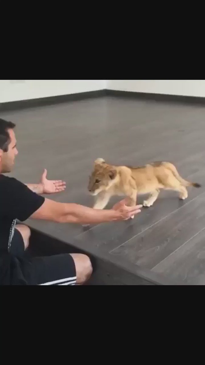 癒される〜。猫みたいに甘える子供のライオン