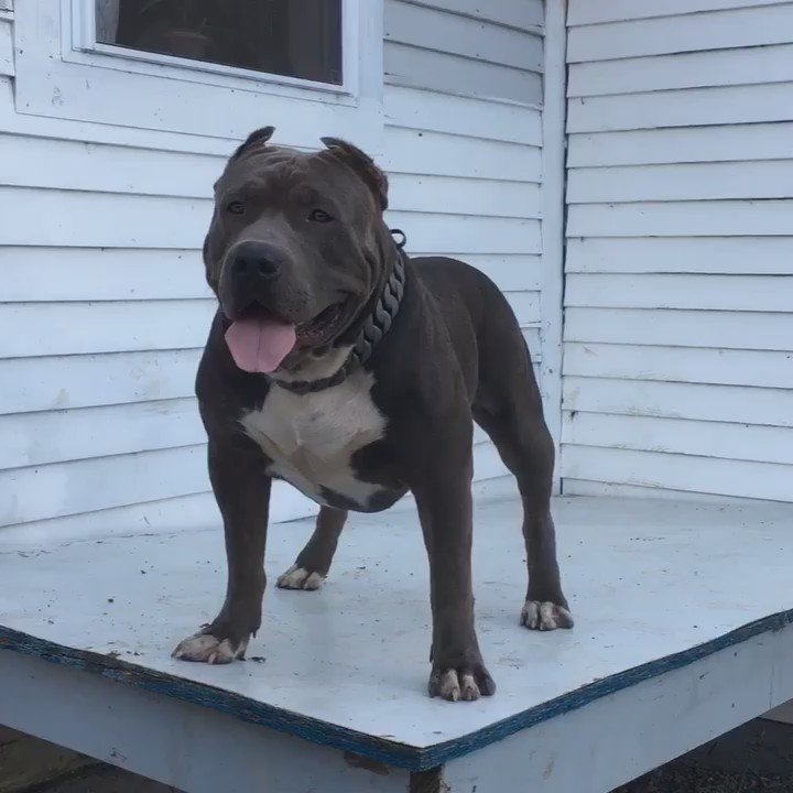 Kobe sales the pitbull