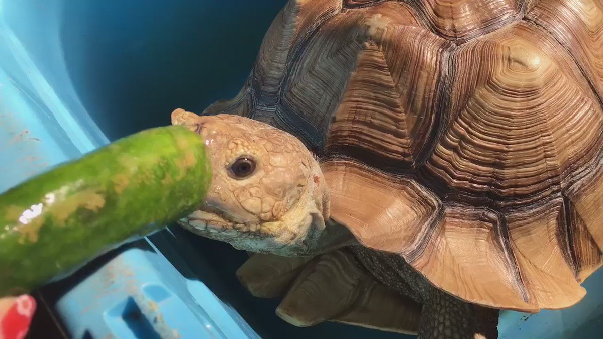 亀の置物！サダオ！宜しくお願い致します。 チュニジア産＊亀の置物＊風水＊開運
