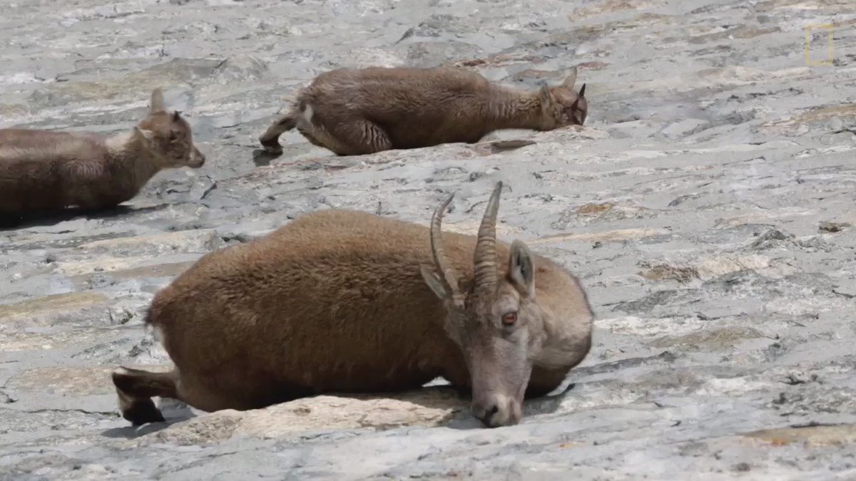 The Alpine ibex is able to climb a near-vertical rock face, but why does it? https://t.co/6lqod2M0l9