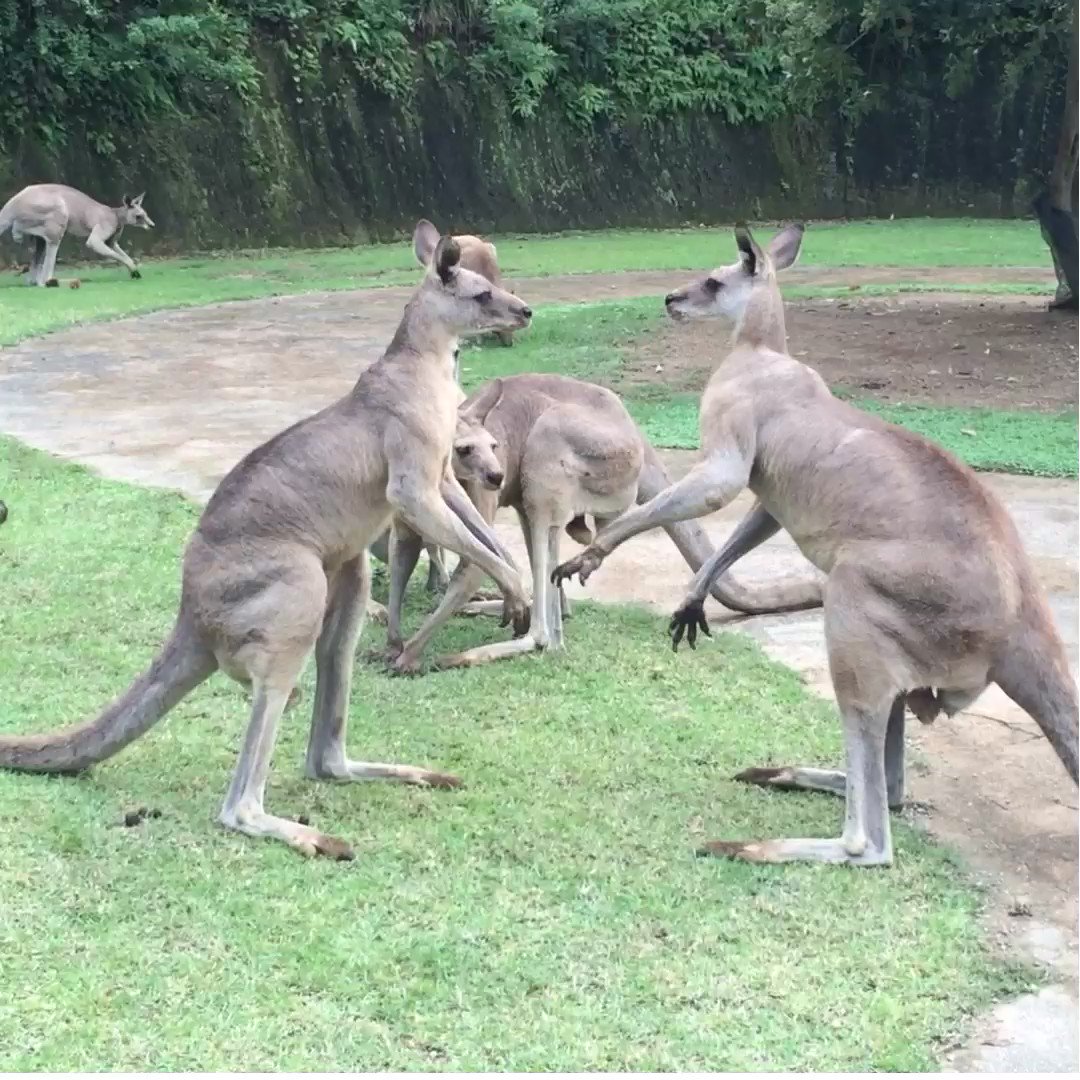 長崎バイオパークに行くと他の動物園が物足りなくなる カンガルーが目の前で殴り合う 濡れたカピバラにタックルされる Togetter 長崎バイオパークに行くと他の動物園が物足りなくなる カンガルーが目の前で殴り合う 濡れたカピバラにタックルされる Togetter