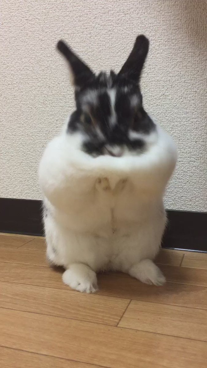 洗えてないよ！ｗｗ顔を洗おうとするウサギが可愛すぎるｗｗｗ