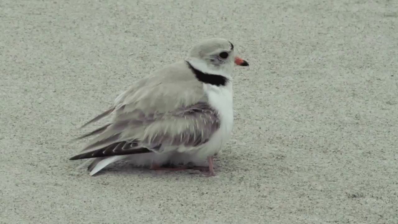 hana   に鳥 シジュウカラの巣立ち雛 (2019) | 東京お気楽カメラ