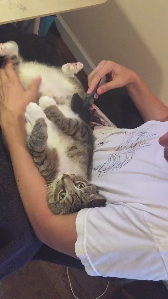 Beluga Cat (@Belugacat_io) / X