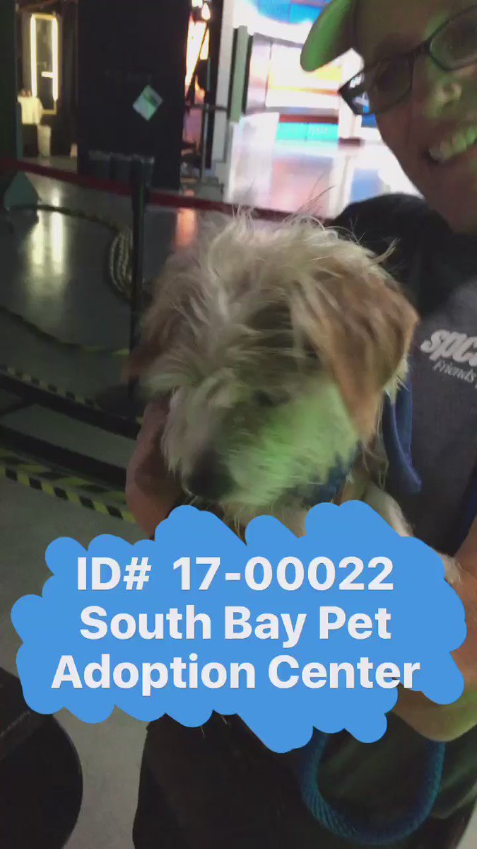Let's get Jacob a forever home! He'll be available after 2p today at @spcaLA in Hawthorne! abc7eyewitness