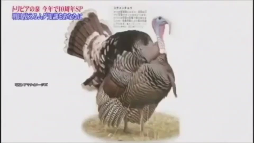 若草 トリビアの泉で1番印象に残ってる 七面鳥の群れに声をかけるとノリの良い観客っぽくなる っていうネタ