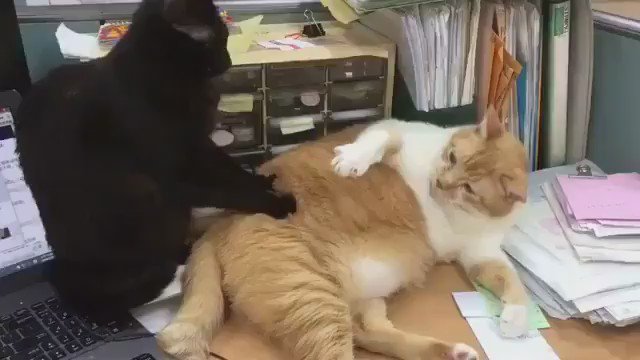 癒される動物 - 今週もお疲れ様でした✨