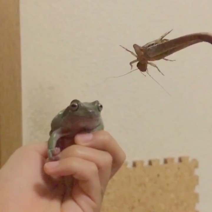 想像してたのと違う 野生を忘れたカエルがエサを食べようとした結果 ねとらぼ 想像してたのと違う 野生を忘れたカエルがエサを食べようとした結果 ねとらぼ