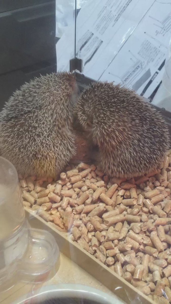 ハリネズミがシャンプーしてて可愛すぎワロタ 話題の画像プラス ハリネズミがシャンプーしてて可愛すぎワロタ 話題の画像プラス