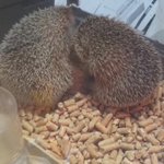 ハリネズミがシャンプーしててw可愛すぎワロタ!