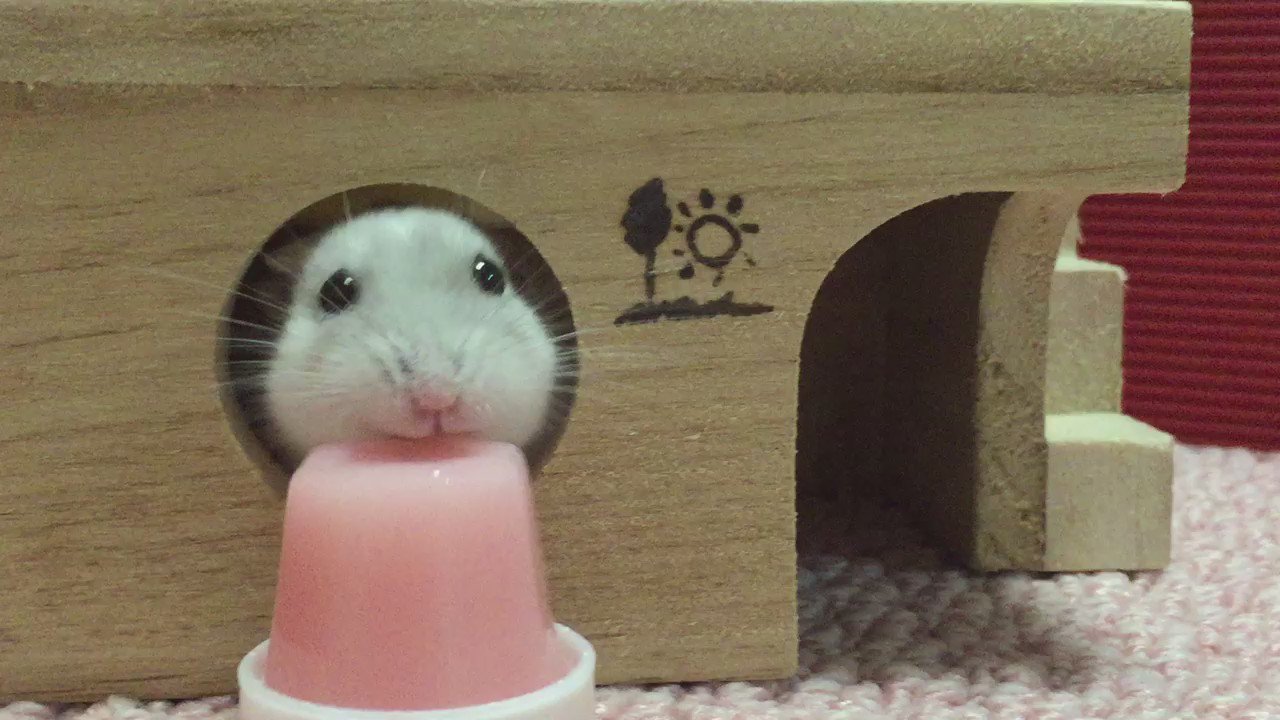 ゼリーを食べるハムスター可愛すぎワロタwwゼリーになりたいwww 話題の画像プラス