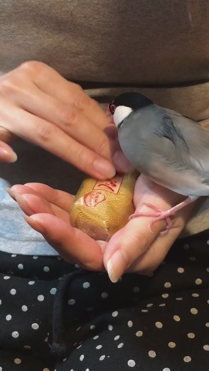 せんべいに嫉妬して怒り狂う文鳥が可愛すぎる 話題の画像プラス せんべいに嫉妬して怒り狂う文鳥が可愛すぎる 話題の画像プラス