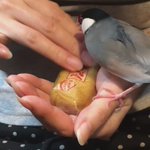 せんべいに嫉妬して怒り狂う文鳥が可愛すぎる!