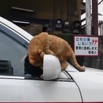 すご技を披露しようとするも失敗してしまう猫!その後の誤魔化し方があざとすぎる!