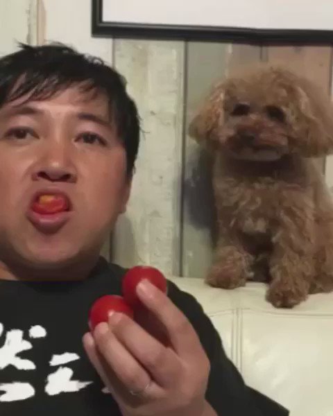 Db28 杉山組 A Twitter 久しぶりに スギちゃん の しゃべる犬 喋る犬 トーキングプチ を観たぜぇ 今日もいい日 になる事が確定した 気がするぜぇ やっぱりオモロイわぁ