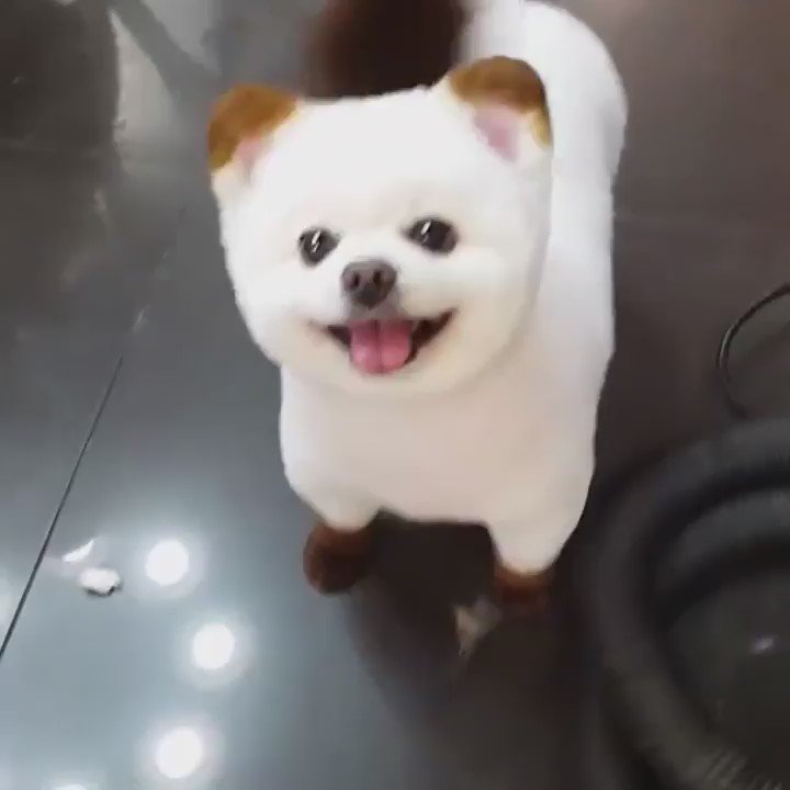 白くて 少し焦げたモフモフwwこれは可愛いすぎますw 話題の画像プラス 白くて 少し焦げたモフモフwwこれは可愛いすぎますw 話題の画像プラス