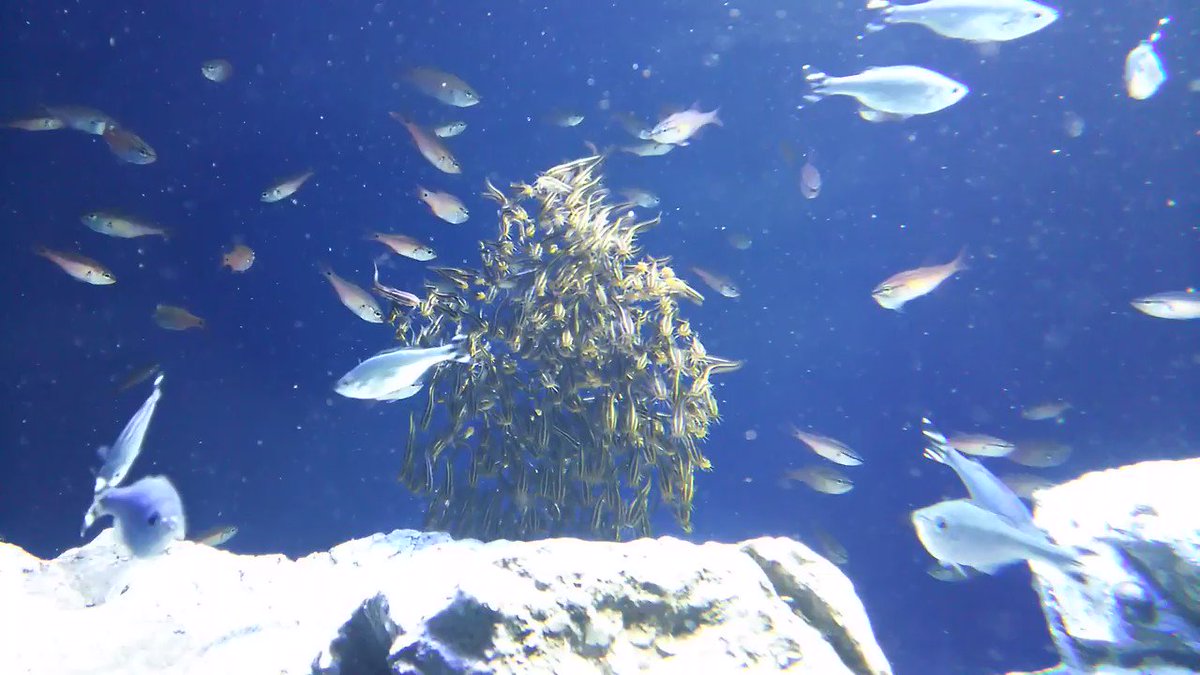 ゴンズイって知ってる 釣りや海水浴で ナマズ を見たら 毒のトゲに要注意 ニコニコニュース