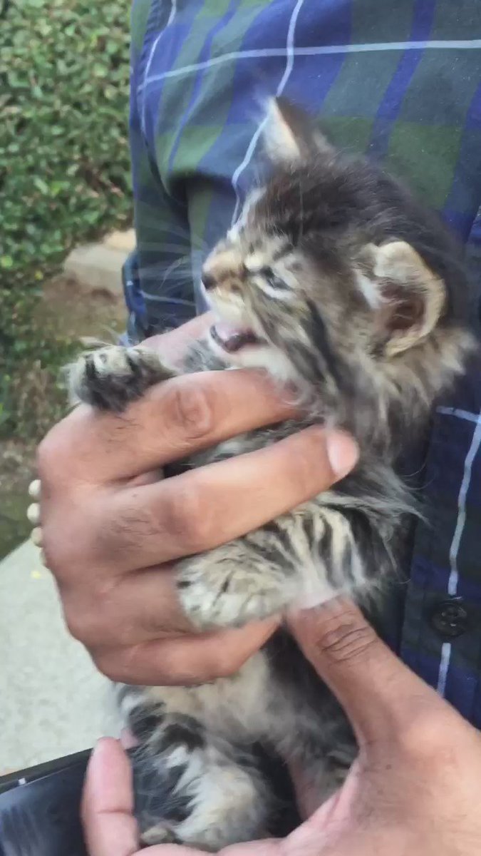 shelters in sacramento an animal shelter in sacramento is offering free adoptions shelters in sacramento an animal shelter in sacramento is offering free adoptions