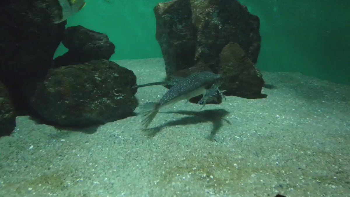 ブラジル沿岸 の水槽では セミホウボウの仲間 フライングガーナード を展示しており 胸びれの一部を使って砂を掻き分ける様な行動が たまに観察できます 自然界では これで砂の中に隠れている生き物を探して食べます し かさりん 葛西臨海水族園 公式 ブラジル沿岸 の水槽では セミホウボウの仲間 フライングガーナード を展示しており 胸びれの一部を使って砂を掻き分ける様な行動が たまに観察できます 自然界では これで砂の中に隠れている生き物を探して食べます し かさりん 葛西臨海水族園 公式