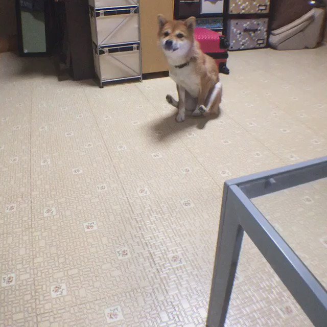 柴犬たま ミケしゃんのお尻歩き5連発 たま家族 柴犬ミケ ミケしゃんの靴下 柴犬動画 T Co Nykvz43bu3 柴犬たま ミケしゃんのお尻歩き5連発 たま家族 柴犬ミケ ミケしゃんの靴下 柴犬動画 T Co Nykvz43bu3