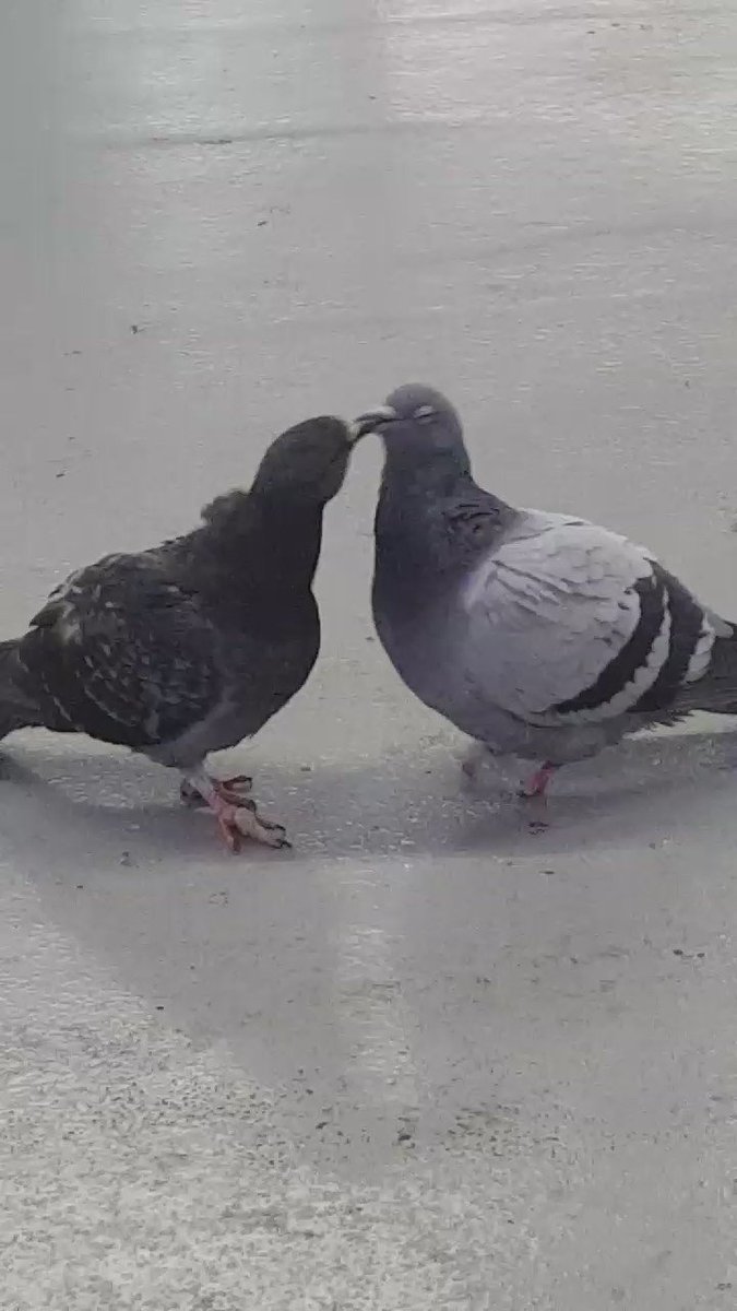 かわいい動物 全1373枚 Twitterで話題の人気画像まとめ 新着順181ページ目