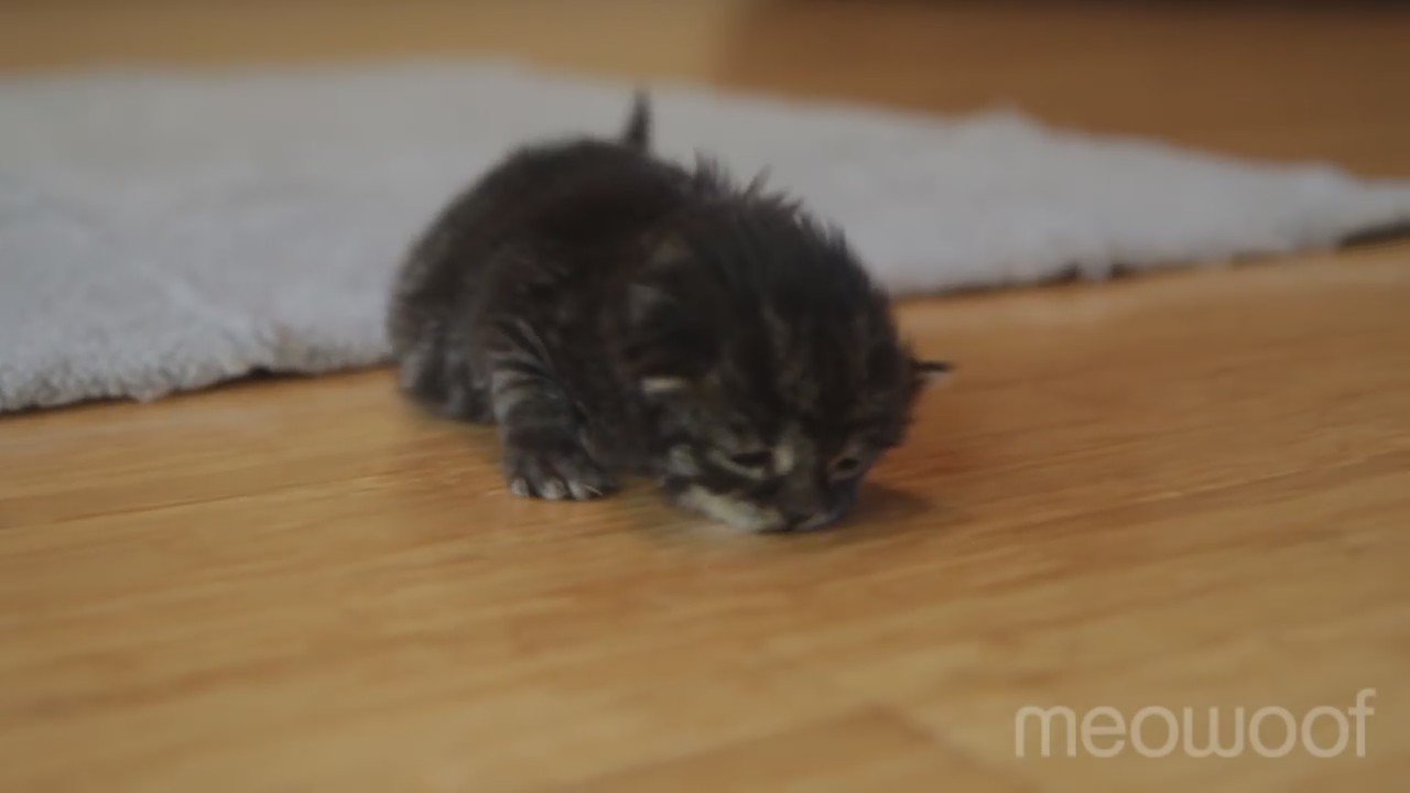 癒し動物動画 Animal Moviecut Twitter