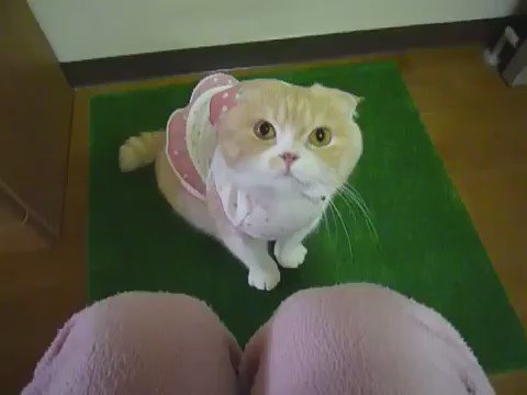 面白くて可愛い い 動物動画集 Budoupan0805 Twitter