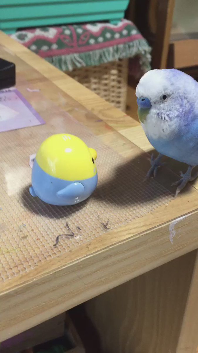 返事をもらって大喜びするインコがカワイイw踊りだしちゃう程嬉しいんだね 話題の画像プラス 返事をもらって大喜びするインコがカワイイw踊りだしちゃう程嬉しいんだね 話題の画像プラス