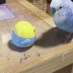 返事をもらって大喜びするインコがカワイイｗ踊りだしちゃう程嬉しいんだね!