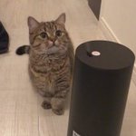 初めて見た加湿器に興味津々の猫の行動がこちらw