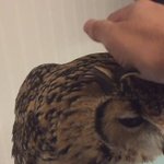 フクロウのかっこよさを失った人に飼われたフクロウの姿がこちらw