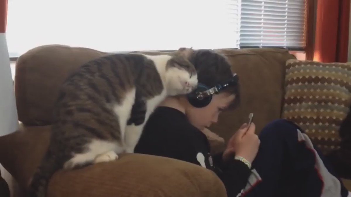エスカレートしていく猫のスリスリ攻撃が可愛いwwwもう上に乗っかってるやんwww
