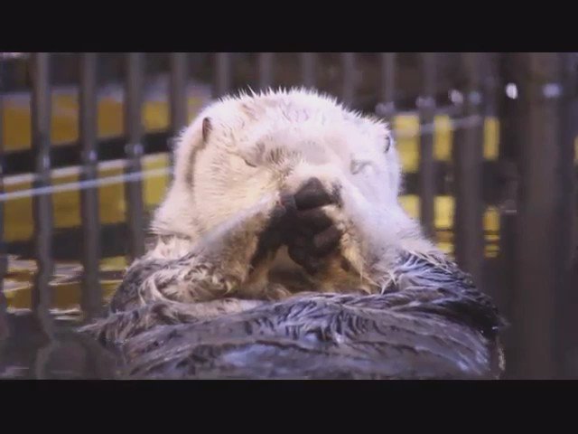 あ ぼくの肉球見ます 水族館で撮れたラッコの写真が超可愛いッ Grape グレイプ