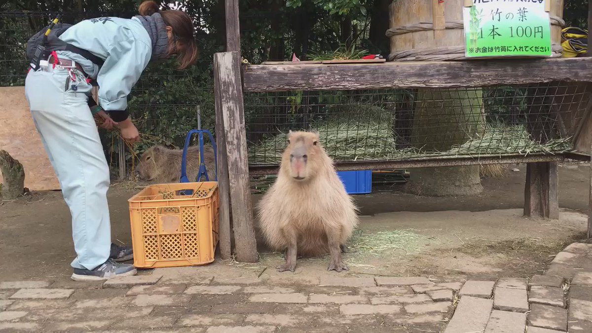 長崎バイオパークに行くと他の動物園が物足りなくなる カンガルーが目の前で殴り合う 濡れたカピバラにタックルされる Togetter 長崎バイオパークに行くと他の動物園が物足りなくなる カンガルーが目の前で殴り合う 濡れたカピバラにタックルされる Togetter