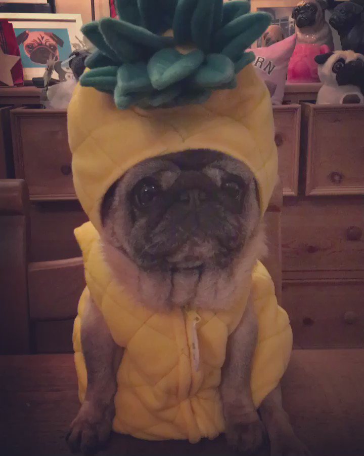 Bubblebecca Pugs on Twitter "The cutest pineapple of all 🍍 gramps 