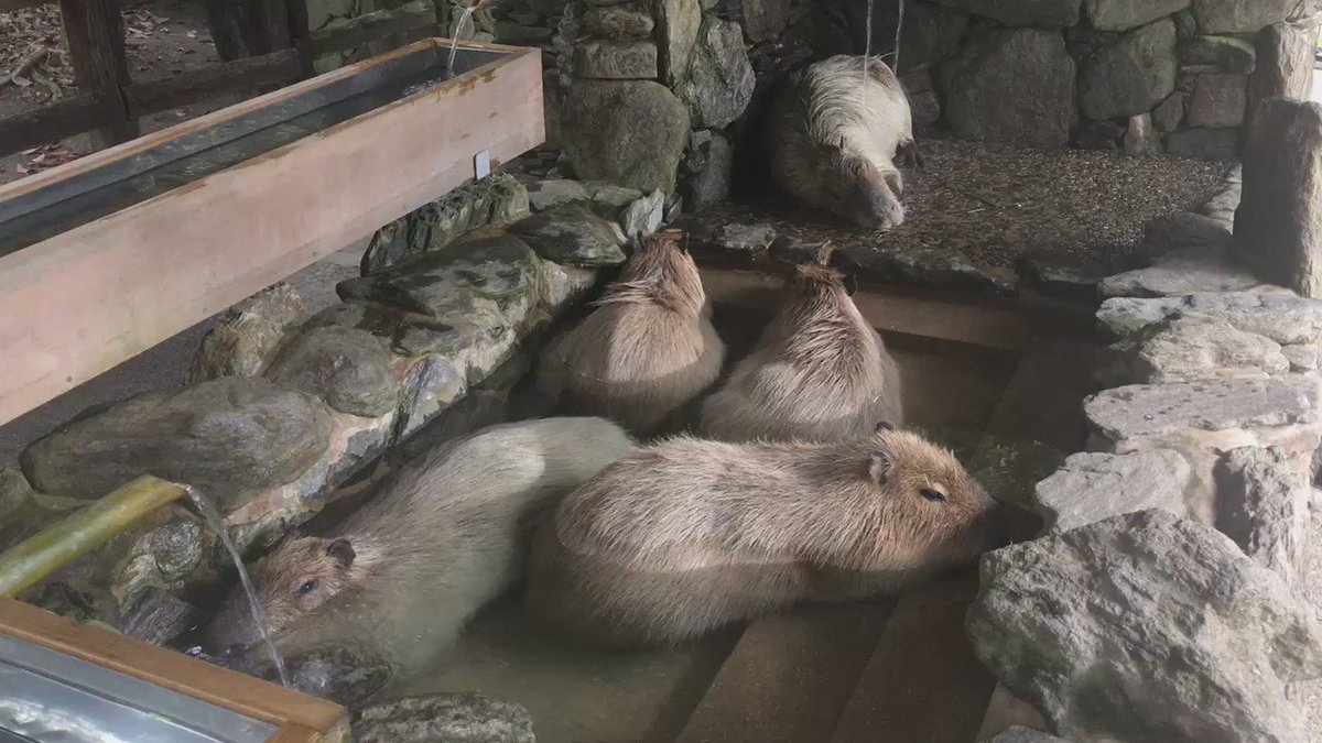 長崎バイオパークに行くと他の動物園が物足りなくなる カンガルーが目の前で殴り合う 濡れたカピバラにタックルされる Togetter 長崎バイオパークに行くと他の動物園が物足りなくなる カンガルーが目の前で殴り合う 濡れたカピバラにタックルされる Togetter