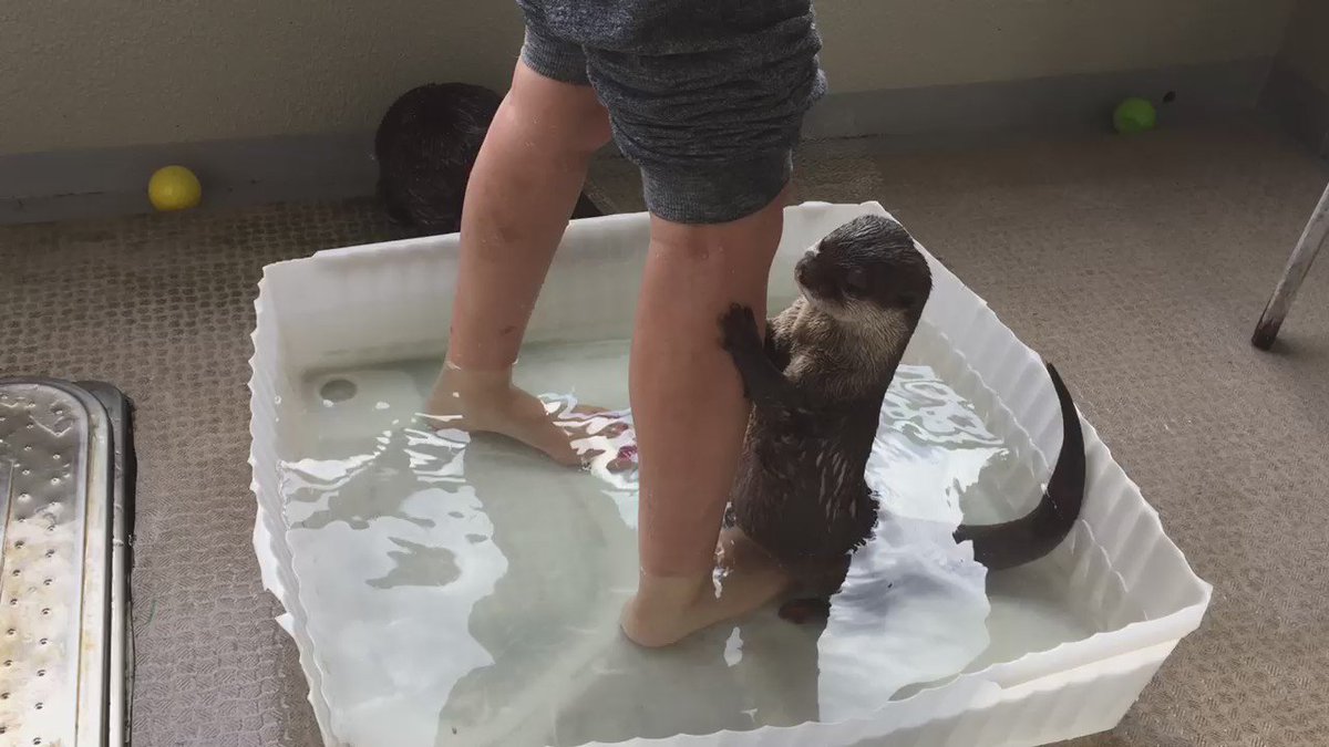主人と一緒に足湯に入るカワウソが可愛すぎるｗｗ