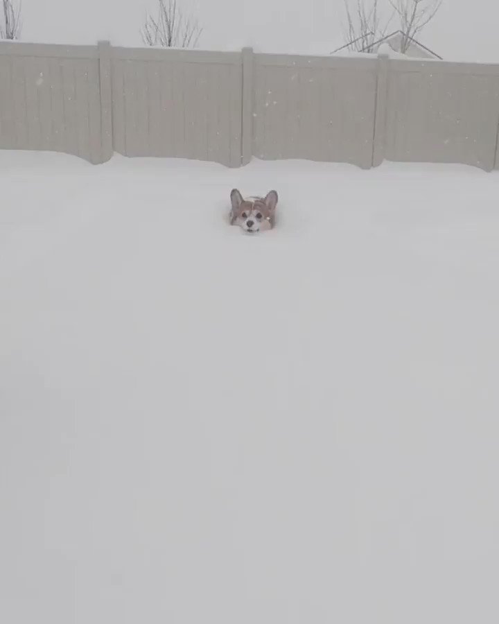 首しか出てないｗ雪の中を走るコーギーが生首すぎて笑えるｗｗｗ